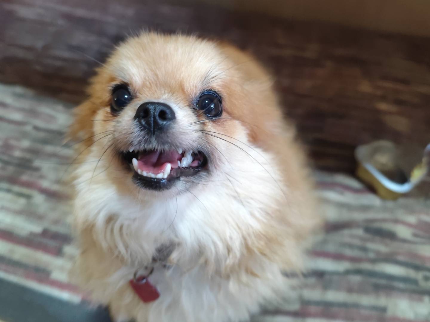 Adotta un cane, femmina, 1 anno e 9 mesi, Messina