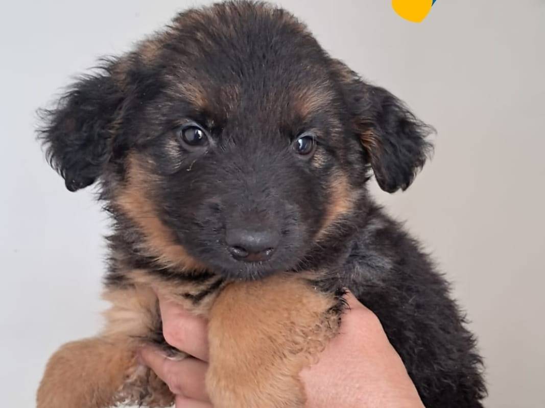 Adozione cane, maschio, Razza sconosciuta Razza sconosciuta, 3 mesi, taglia media, Venezia