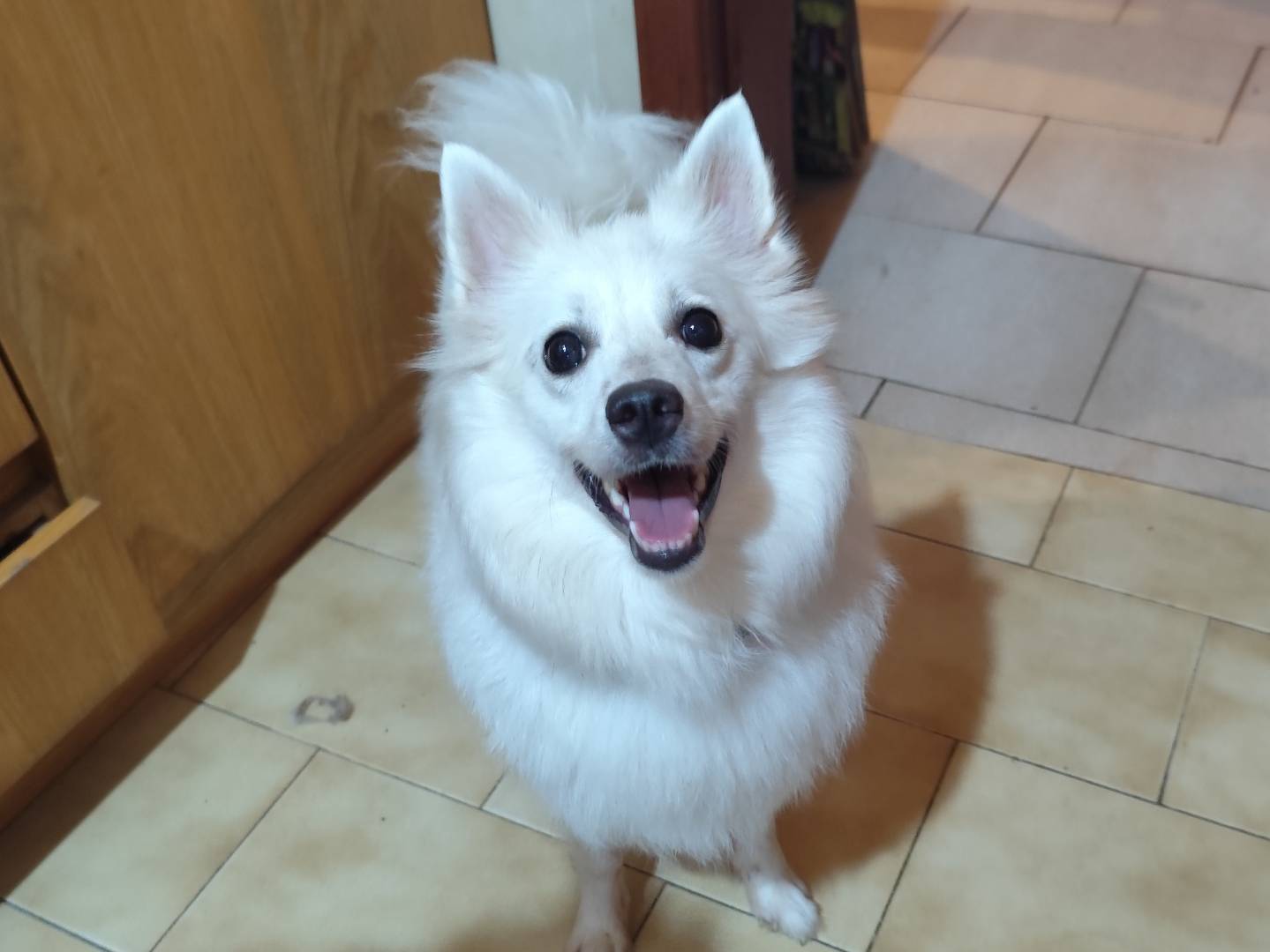 Adozione cane, femmina, Volpino di Pomerania Razza sconosciuta, 2 anni e 9 mesi, taglia piccola, Messina