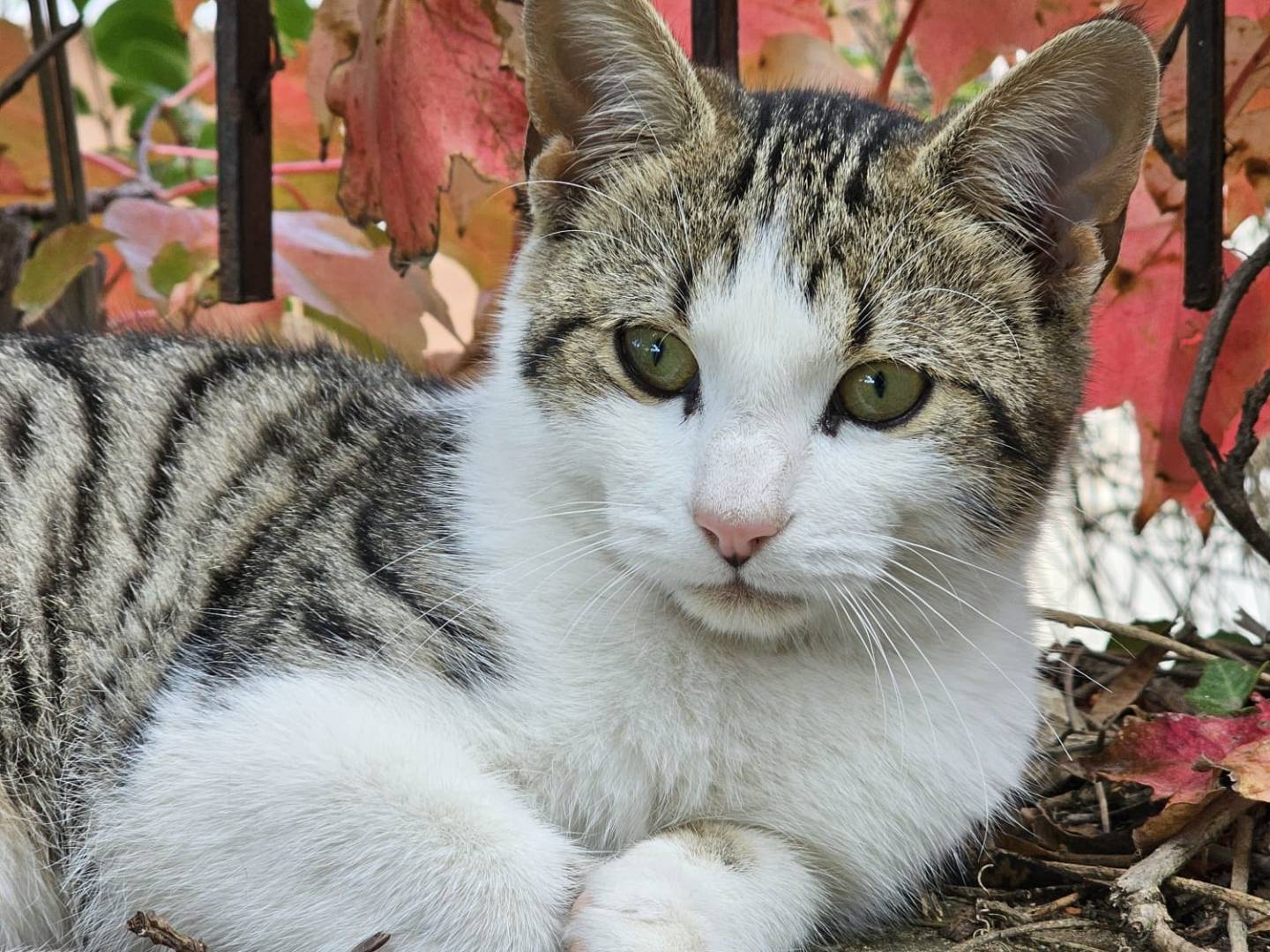 Adozione gatto, maschio, Razza sconosciuta Razza sconosciuta, 4 mesi, taglia non valida, Monza