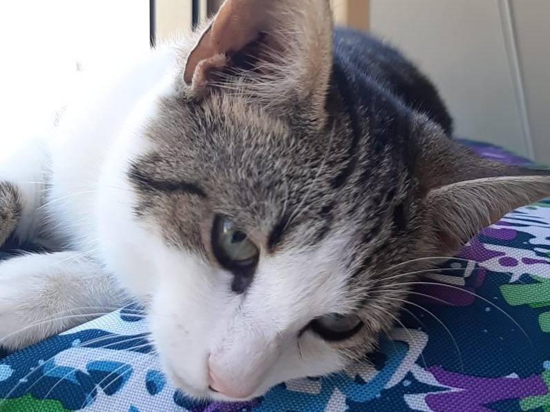 Adotta un gatto, maschio, 4 mesi, Monza