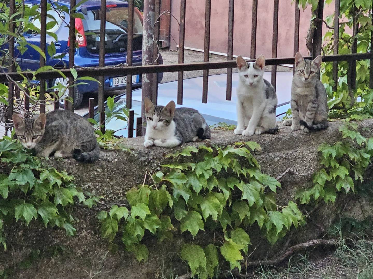 Adotta un gatto, taglia non valida, maschio, Monza
