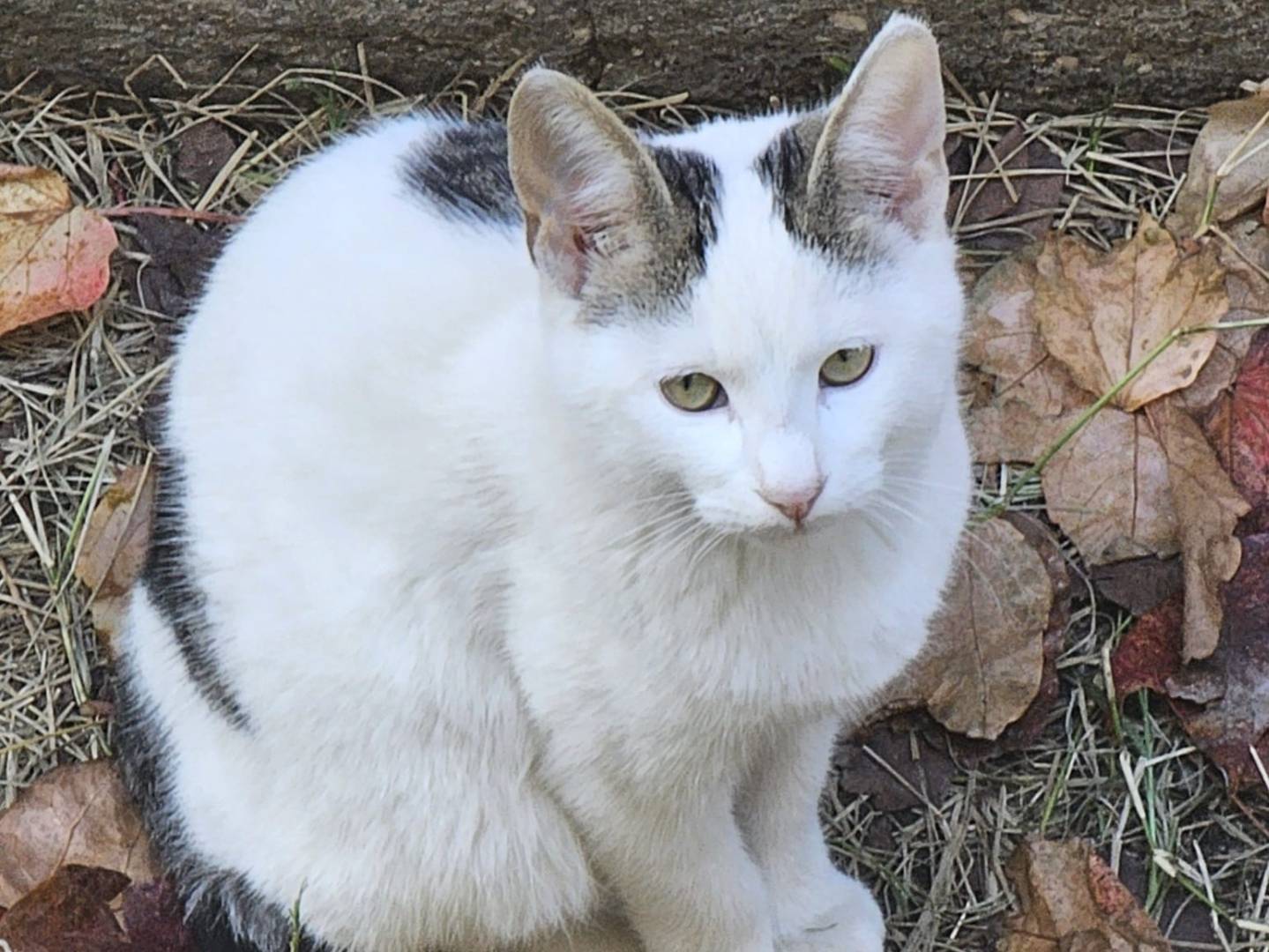 Adozione gatto, maschio, Razza sconosciuta Razza sconosciuta, 4 mesi, taglia non valida, Monza