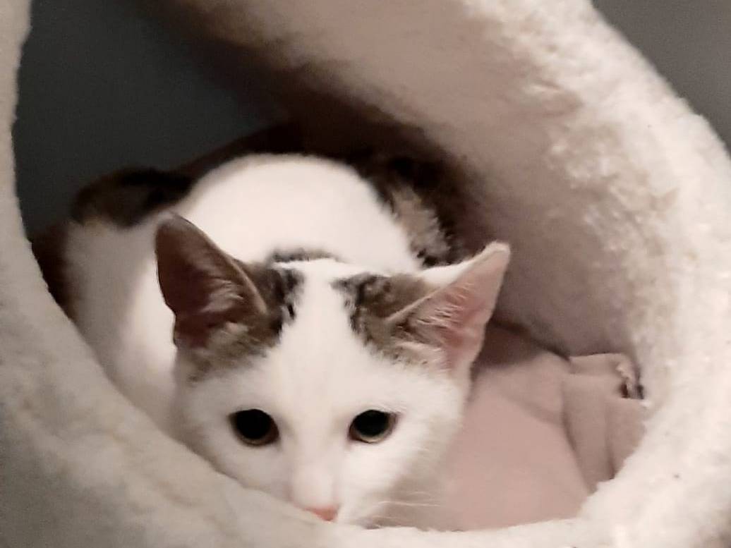 Adotta un gatto, maschio, 4 mesi, Monza