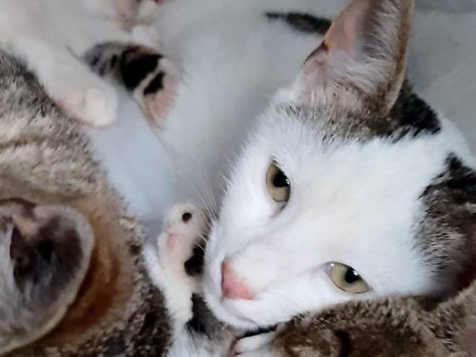 Adotta un gatto, taglia non valida, maschio, Monza