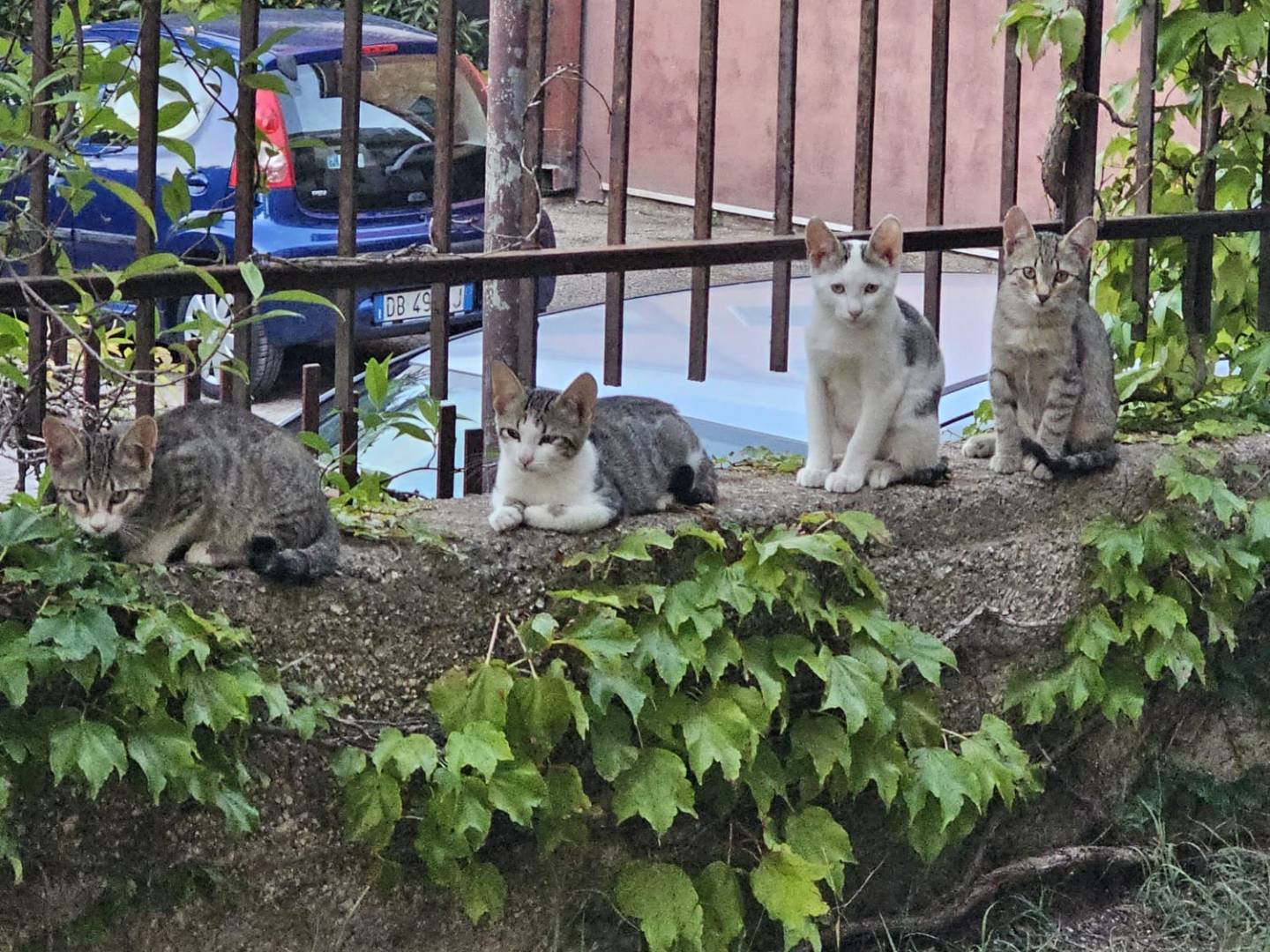 Vuoi adottare un gatto a Monza?