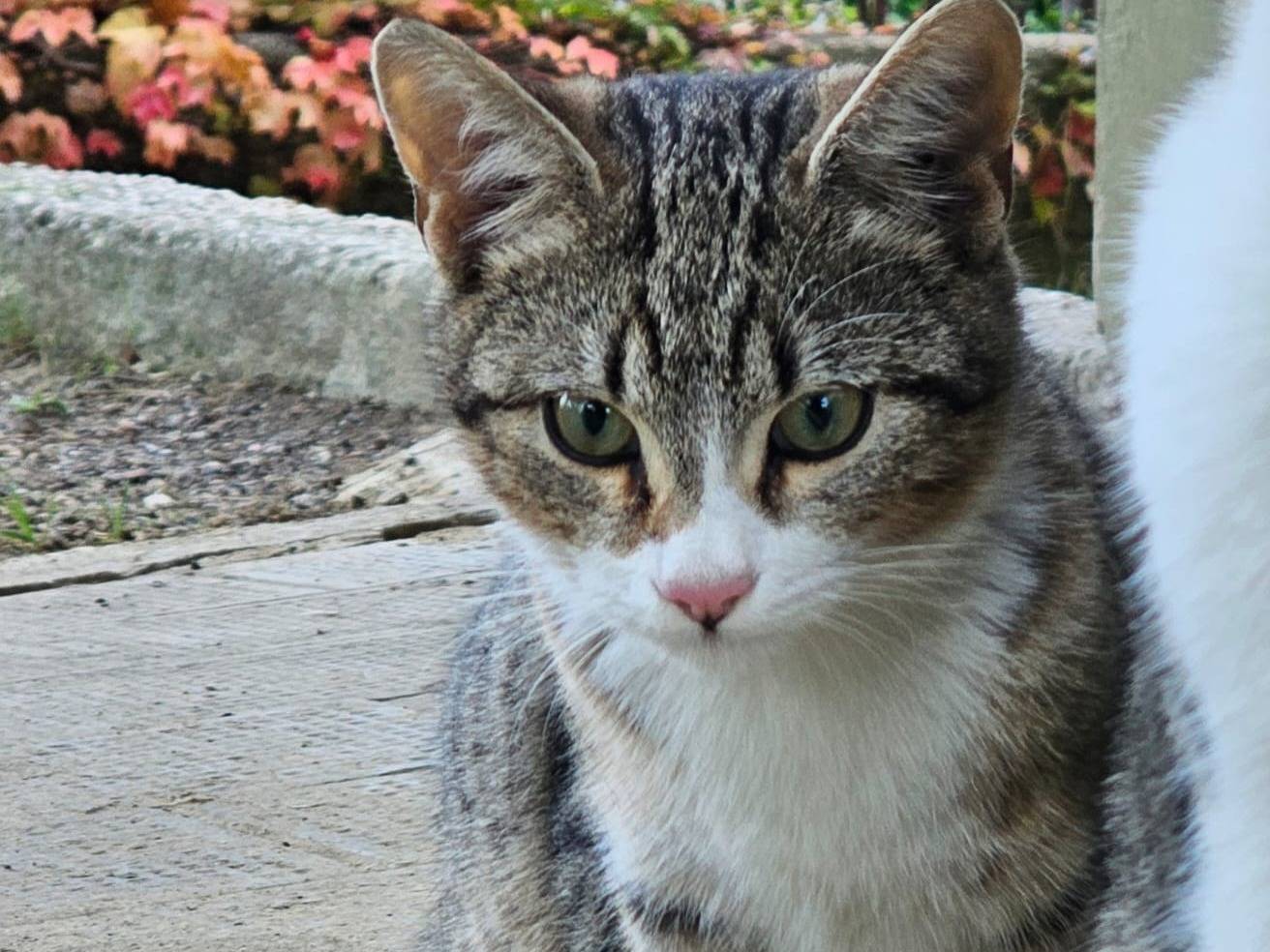 Adozione gatto, maschio, Razza sconosciuta Razza sconosciuta, 4 mesi, taglia non valida, Monza