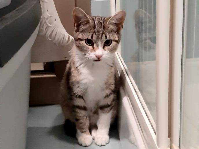 Adotta un gatto, taglia non valida, maschio, Monza