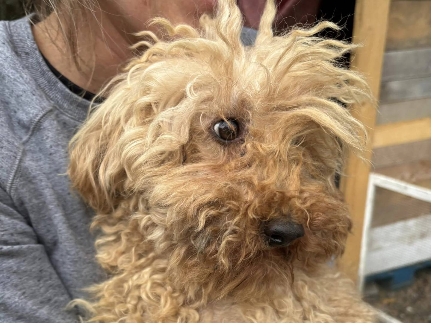 Adozione cane, maschio, Barbone Razza sconosciuta, 7 anni e 9 mesi, taglia piccola, Roma