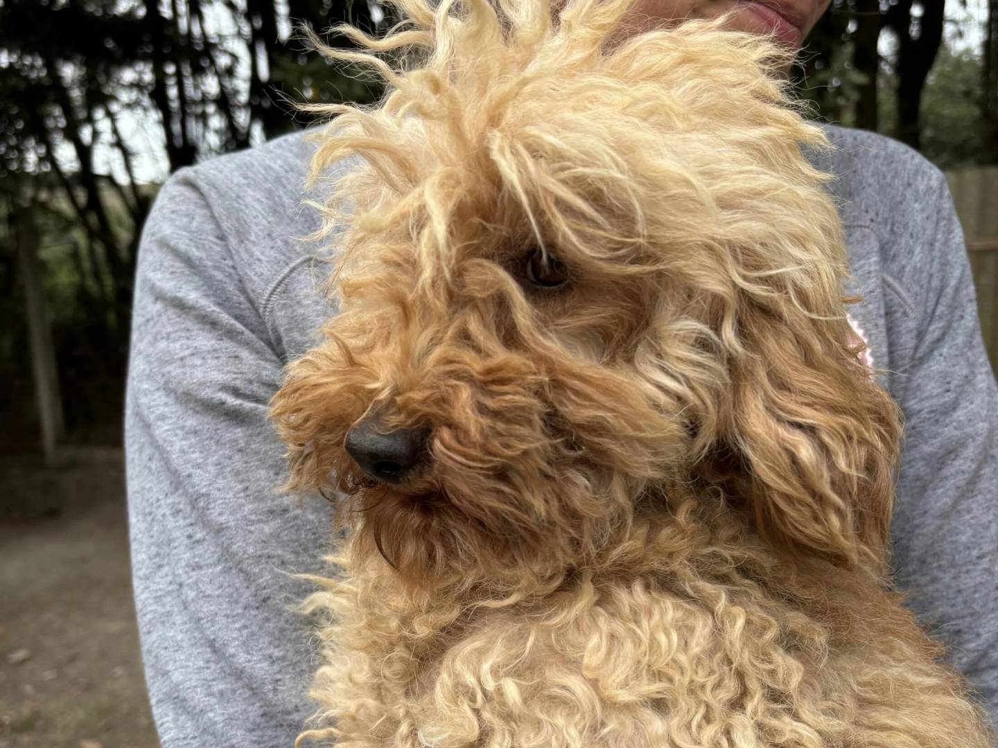 Adotta un cane, maschio, 7 anni e 9 mesi, Roma