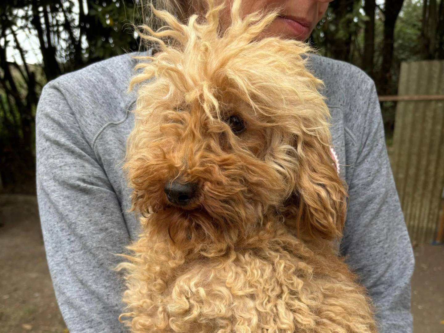 Adotta un cane, taglia piccola, maschio, Roma