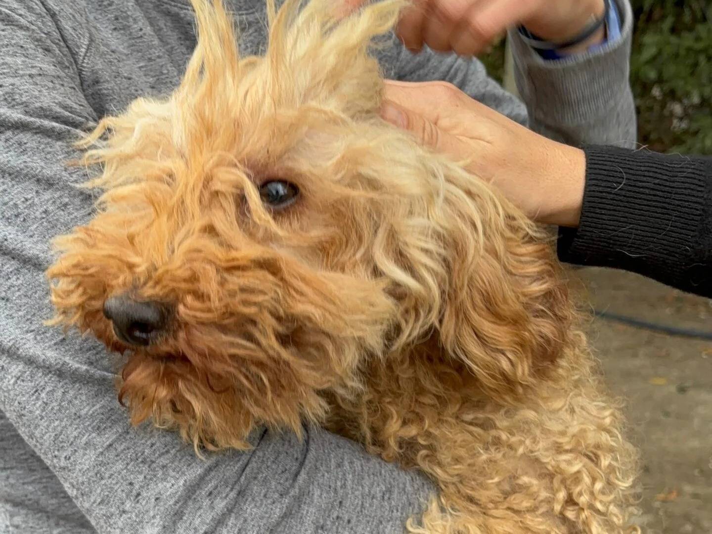 Vuoi adottare un cane a Roma?