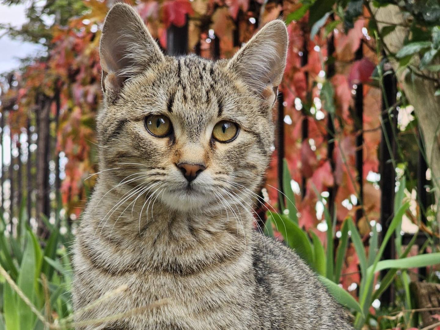Adozione gatto, maschio, Razza sconosciuta Razza sconosciuta, 4 mesi, taglia non valida, Monza