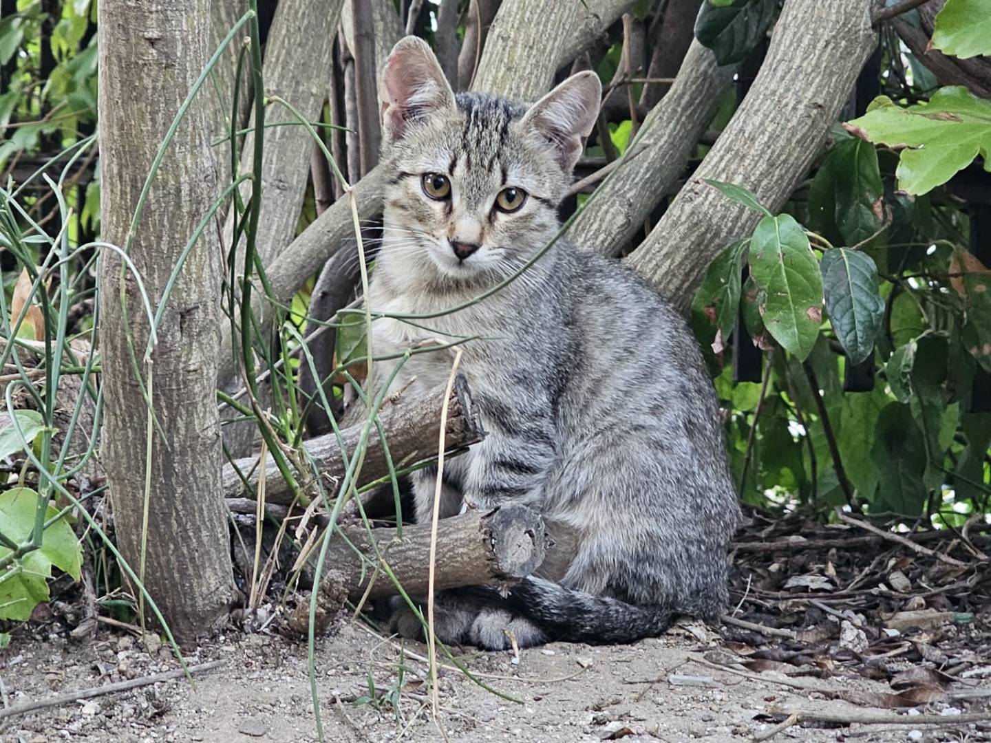 Adotta un gatto, maschio, 4 mesi, Monza