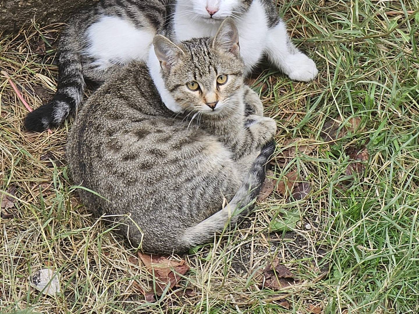 Adotta un gatto, taglia non valida, maschio, Monza