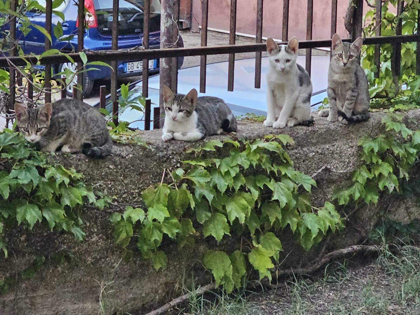 Vuoi adottare un gatto a Monza?