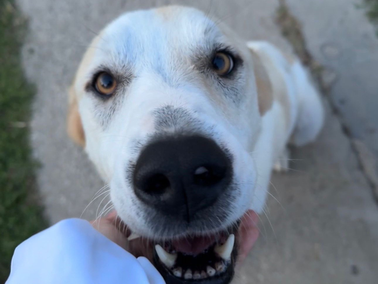 Adozione cane, femmina, Razza sconosciuta Razza sconosciuta, 5 anni e 9 mesi, taglia grande, Pescara