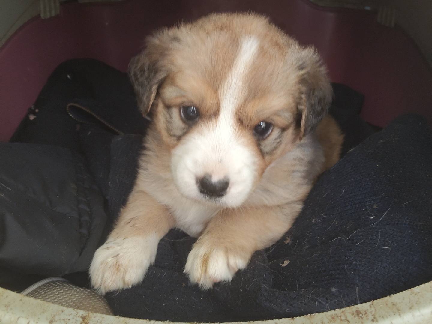 Adotta un cane, taglia media, maschio, Vicenza