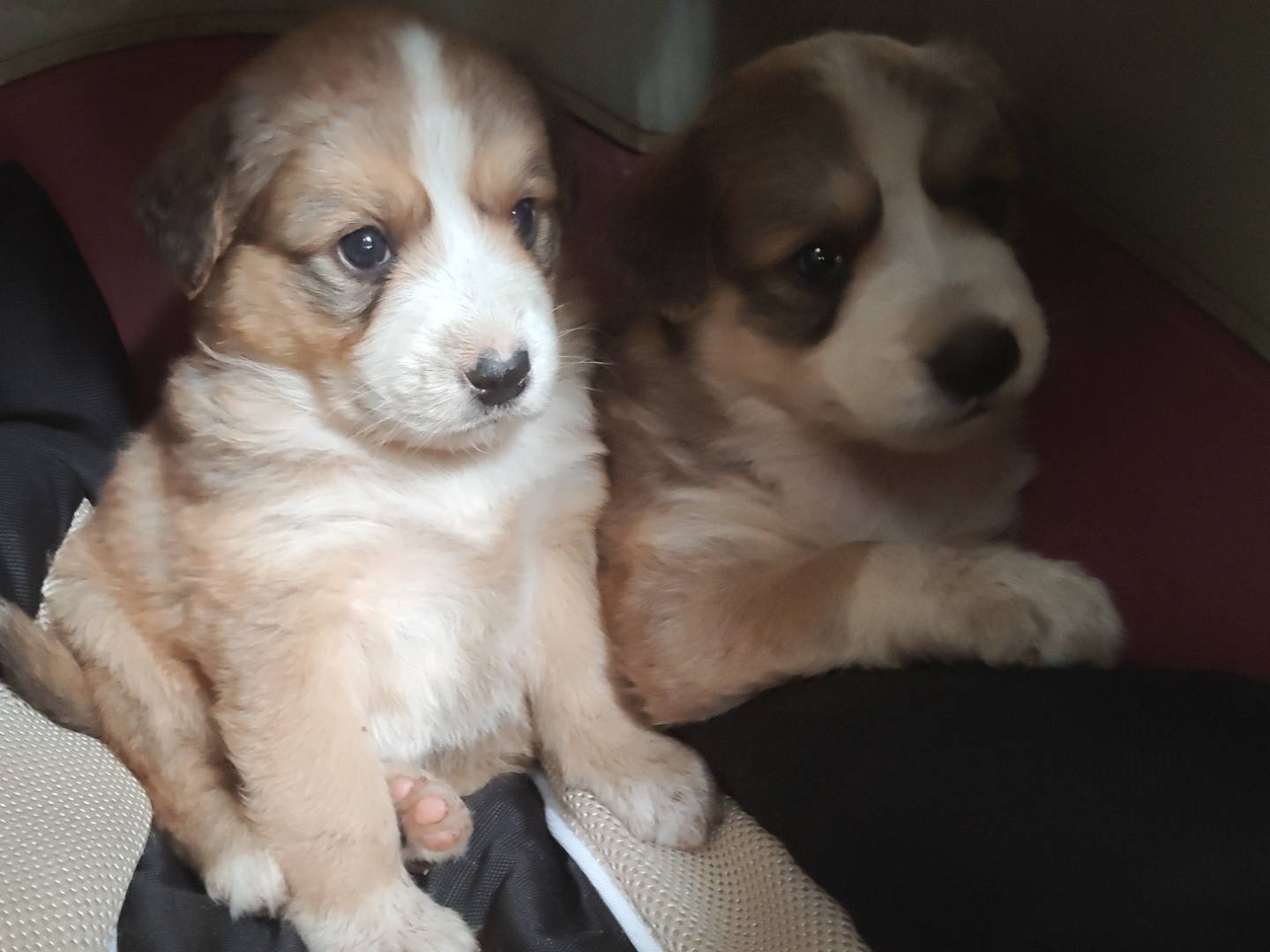 Vuoi adottare un cane a Vicenza?