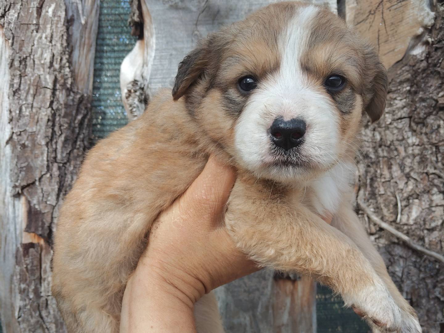 Adotta il cane ZELDA E ZAGOR  a Vicenza