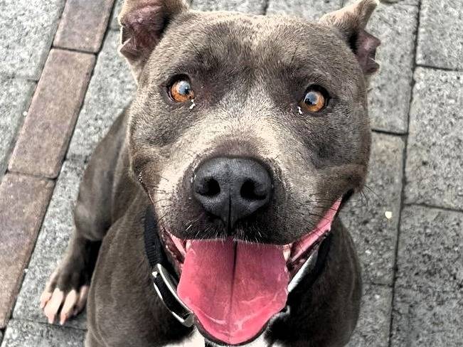 Adozione cane, femmina, Razza sconosciuta Razza sconosciuta, 4 anni e 1 mese, taglia media, Milano