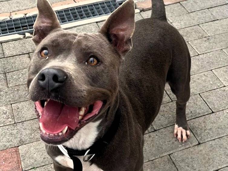 Adotta un cane, femmina, 4 anni e 1 mese, Milano