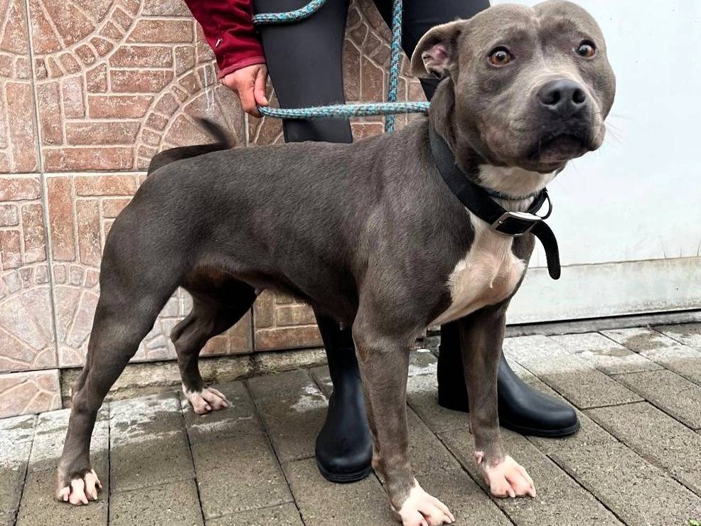 Adotta un cane, taglia media, femmina, Milano