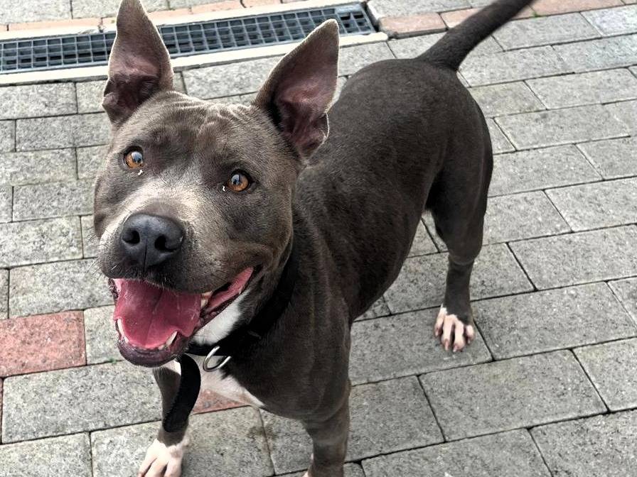 Vuoi adottare un cane a Milano?