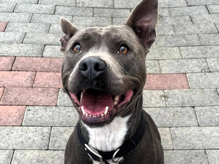 Adotta il cane DAISY a Milano