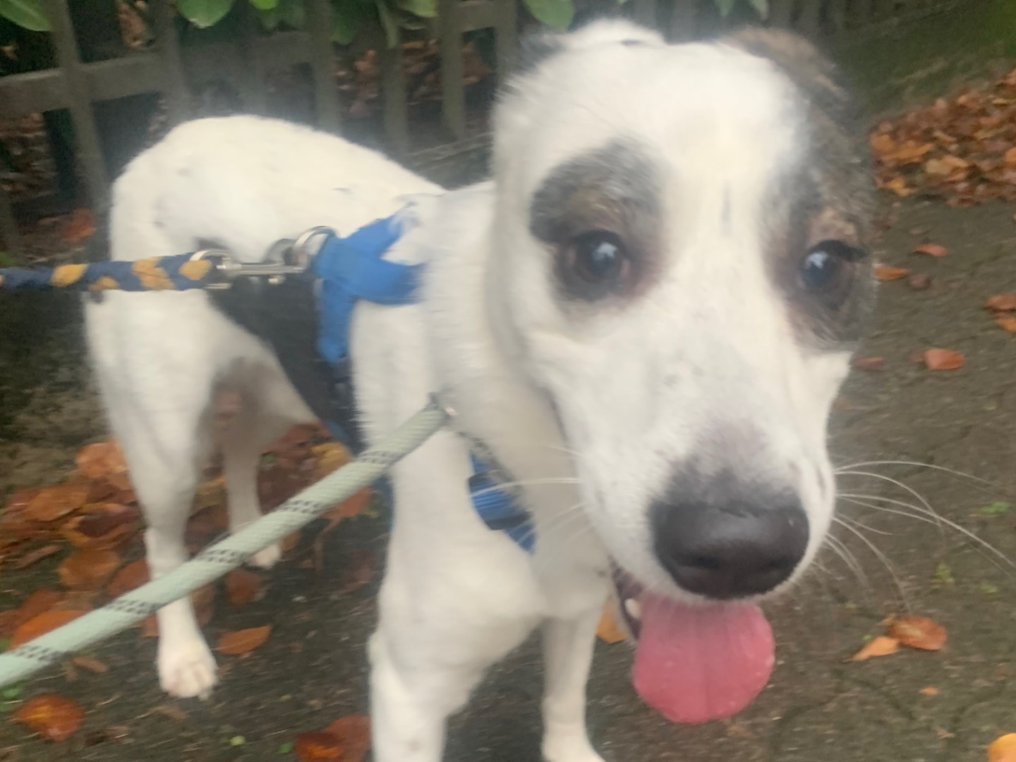 Adozione cane, maschio, Border Collie Razza sconosciuta, 3 anni e 6 mesi, taglia media, Milano