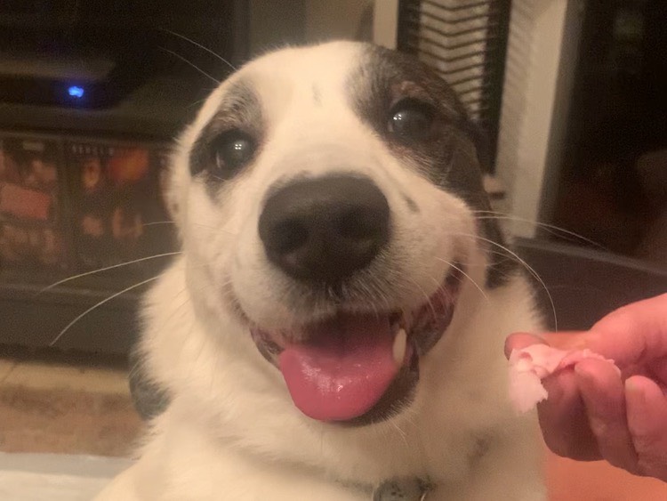 Adotta un cane, maschio, 3 anni e 6 mesi, Milano