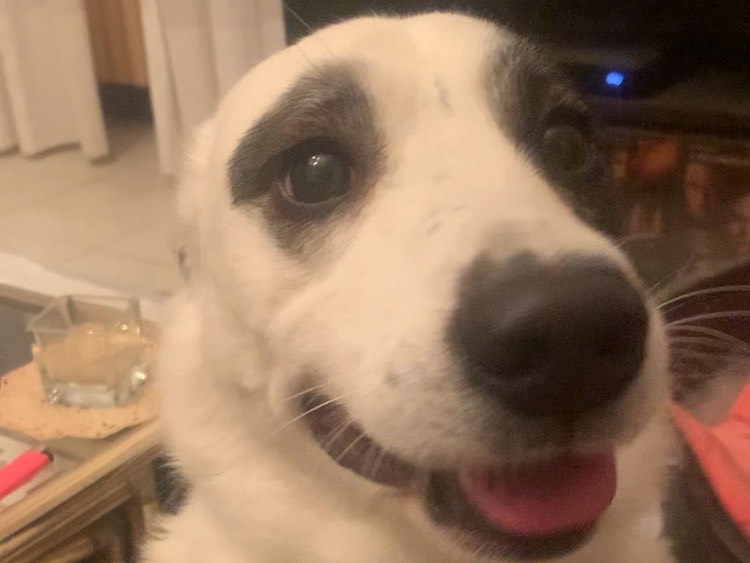 Adotta un cane, taglia media, maschio, Milano