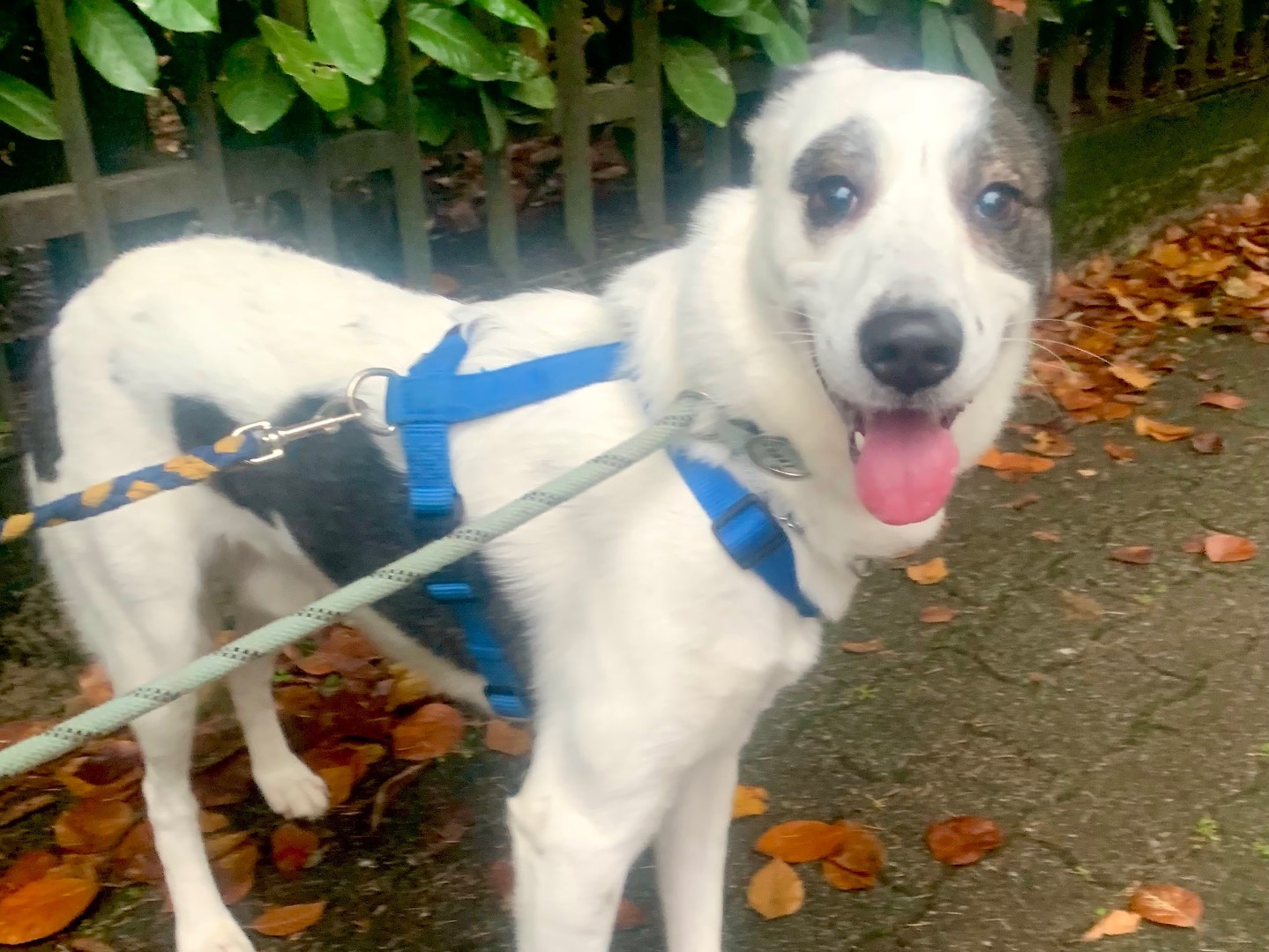 Vuoi adottare un cane a Milano?