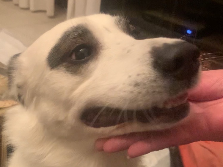 Adotta il cane Sheitan a Milano