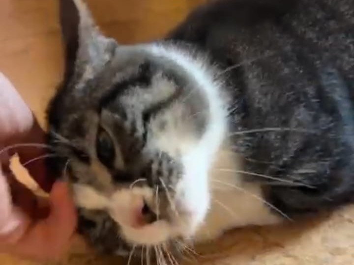 Adotta un gatto, maschio, 1 anno e 7 mesi, Bari