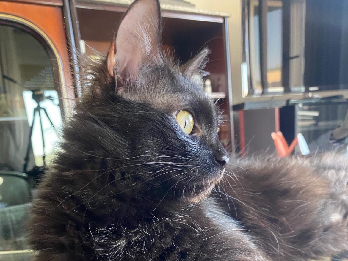 Adozione gatto, femmina, Norvegese delle Foreste  Razza sconosciuta, 1 anno e 7 mesi, taglia non valida, Bari