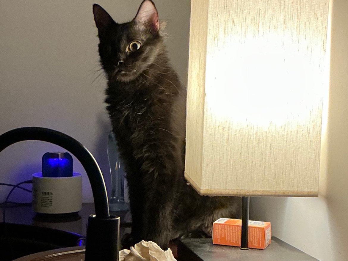 Adotta un gatto, femmina, 1 anno e 7 mesi, Bari