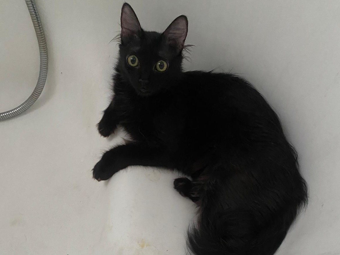 Adotta un gatto, taglia non valida, femmina, Bari