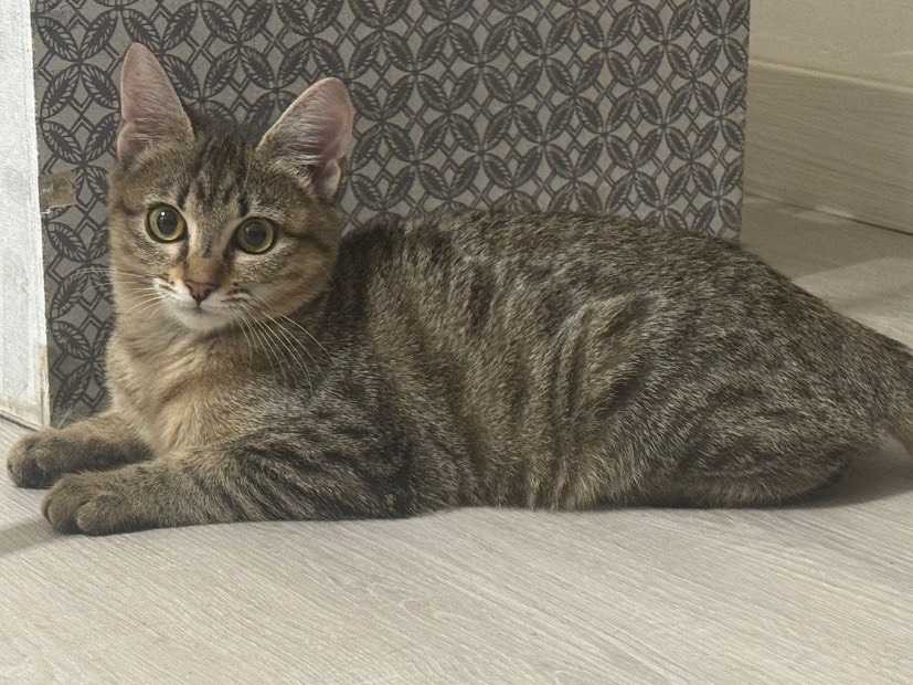 Adozione gatto, femmina, Razza sconosciuta Razza sconosciuta, 4 mesi, taglia non valida, Bari