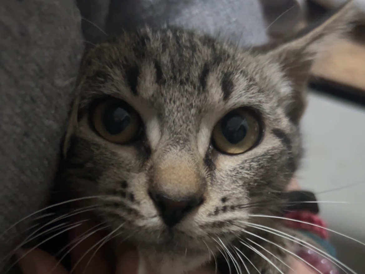 Adozione gatto, femmina, Razza sconosciuta Razza sconosciuta, 5 mesi, taglia non valida, Bari