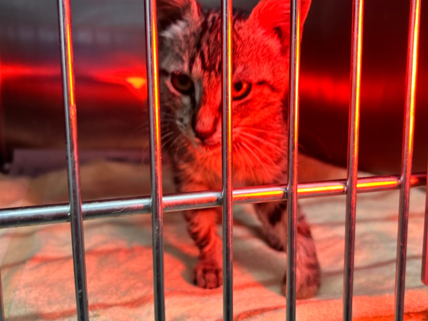 Adotta un gatto, femmina, 5 mesi, Bari