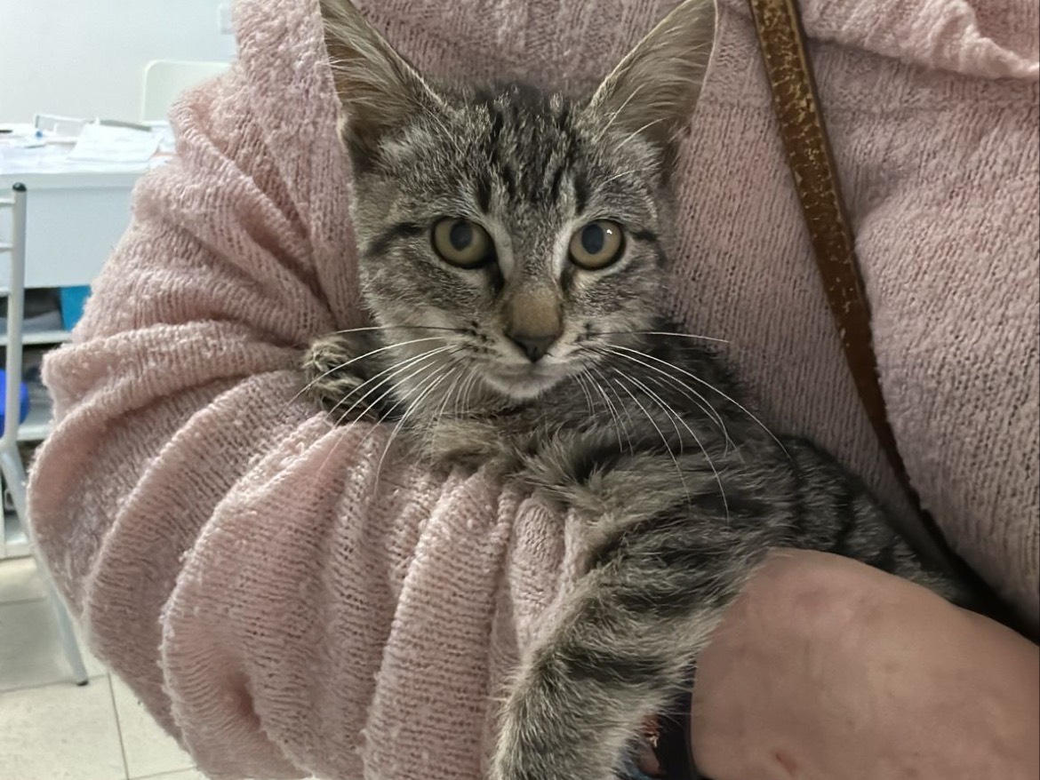 Adotta un gatto, taglia non valida, femmina, Bari