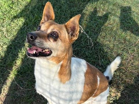 Adozione cane, maschio, Jack Russell Terrier Razza sconosciuta, 5 anni e 1 mese, taglia piccola, Latina