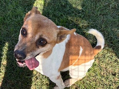 Adotta un cane, taglia piccola, maschio, Latina