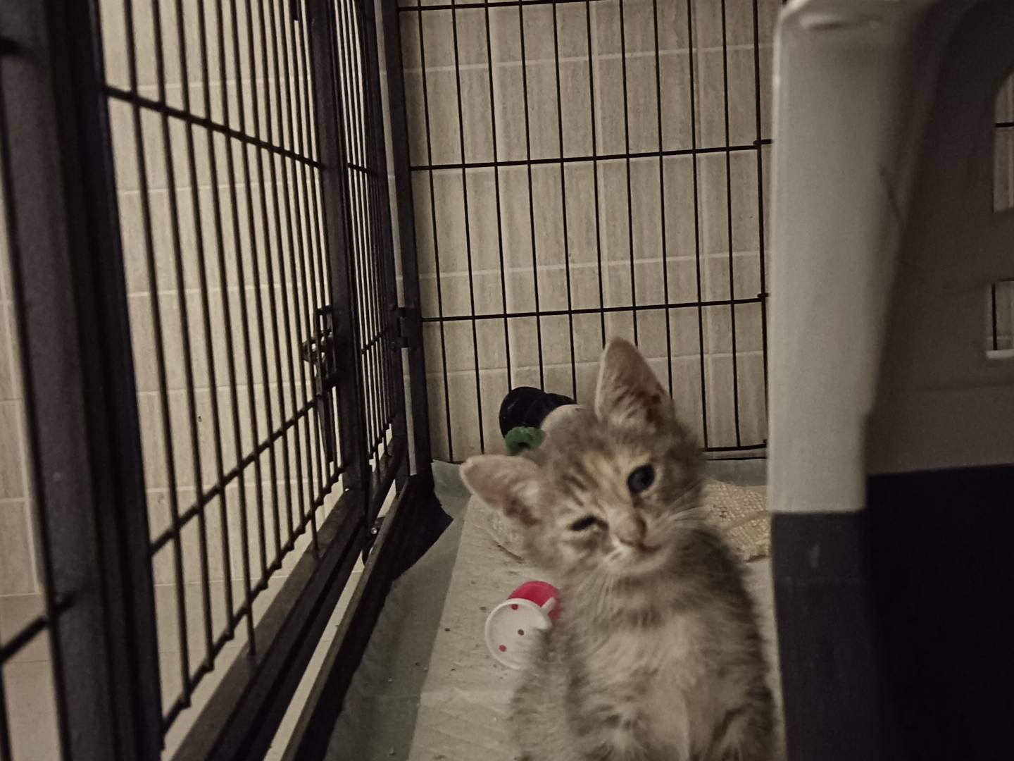 Adozione gatto, femmina, Razza sconosciuta Razza sconosciuta, 3 mesi, taglia non valida, Barletta