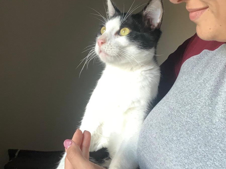 Adotta un gatto, taglia non valida, maschio, Teramo