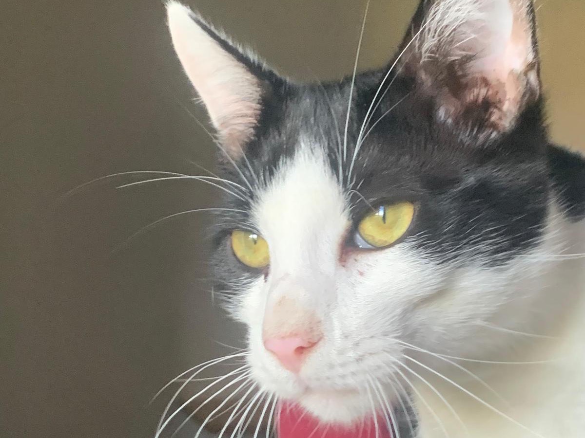 Vuoi adottare un gatto a Teramo?