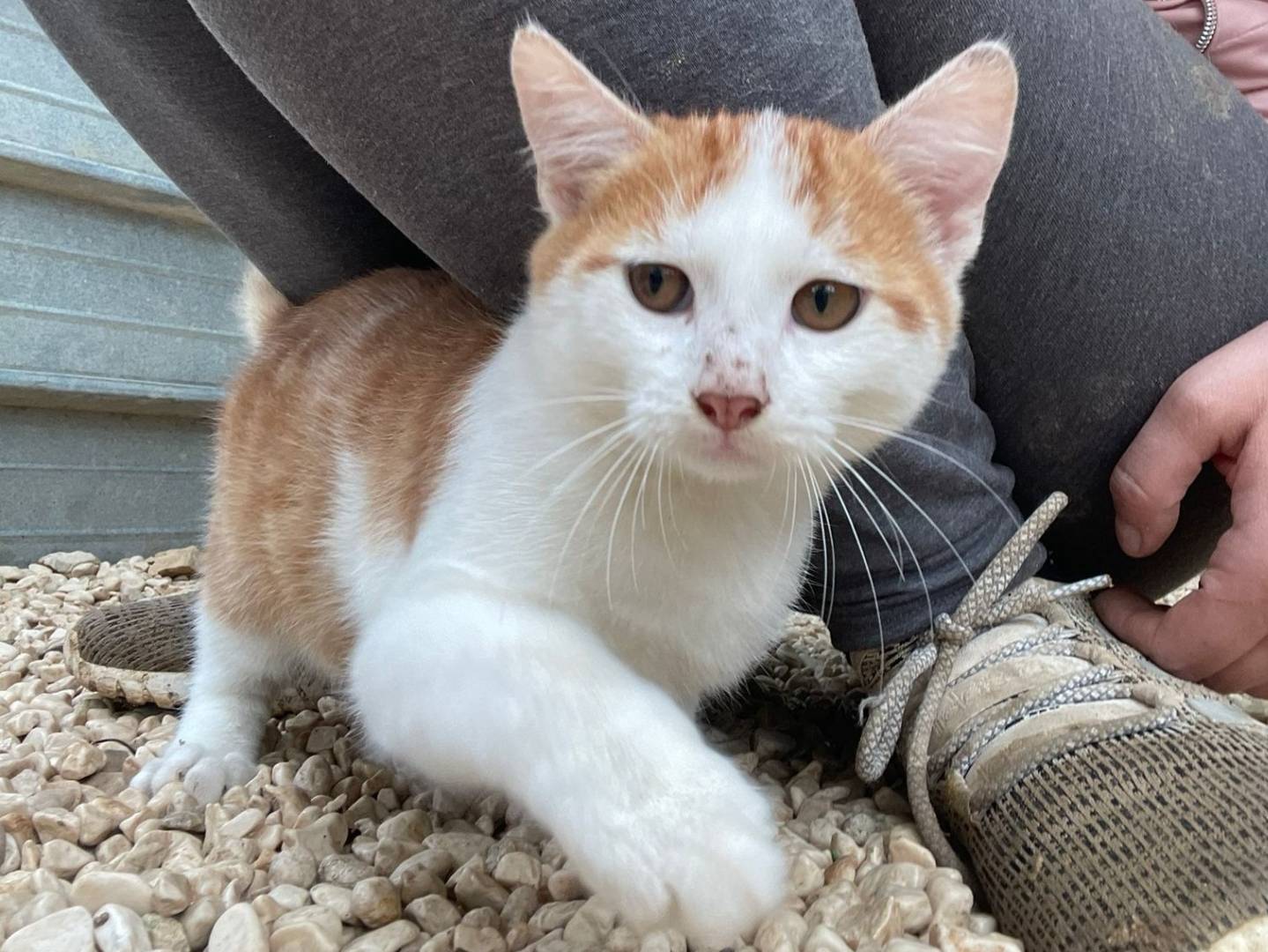 Vuoi adottare un gatto a Frosinone?