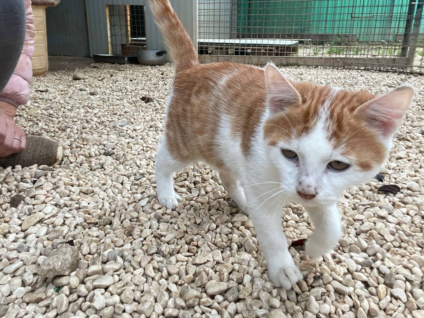 Adotta il gatto POOH a Frosinone