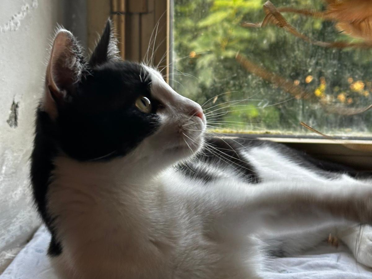 Adotta il gatto Lucio  a Teramo